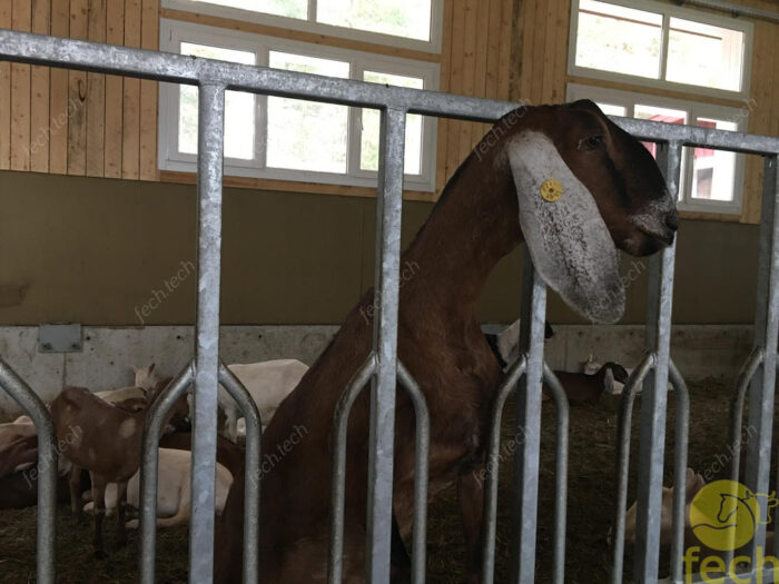 goat keeping equipment