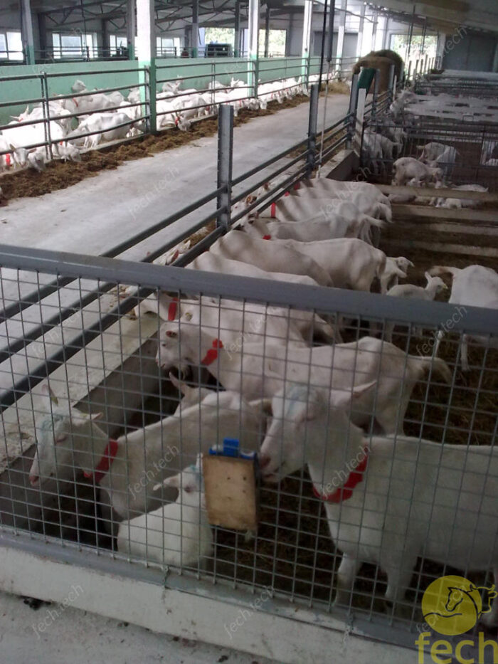 Оборудование для козьей фермы goat farm equipment